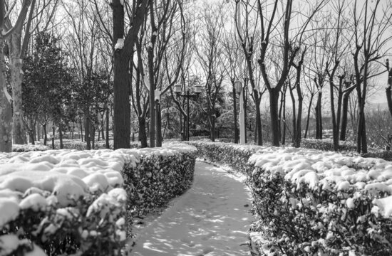 树林雪景