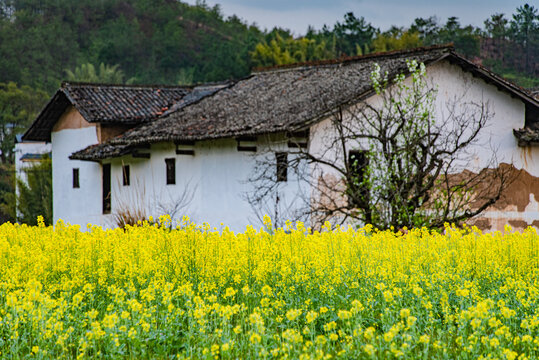 赣州于都县上欧村油菜花黄