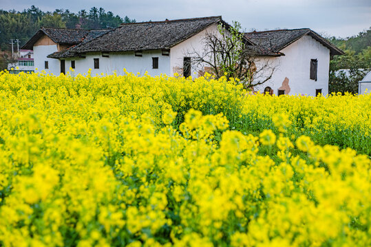 赣州于都县上欧村油菜花黄