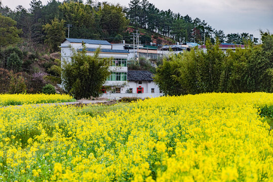 赣州于都县上欧村油菜花黄