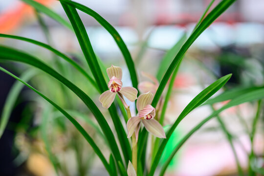 兰花兰草春兰开花