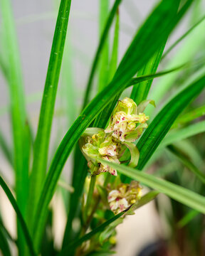 兰花兰草春兰开花