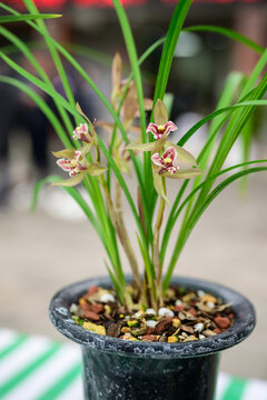 兰花兰草春兰开花