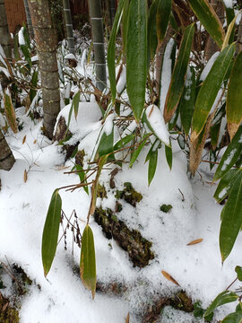 雪后竹林