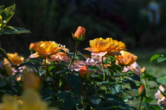 月季月季花黄色月季花彩色月季花