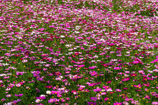 波斯菊花海