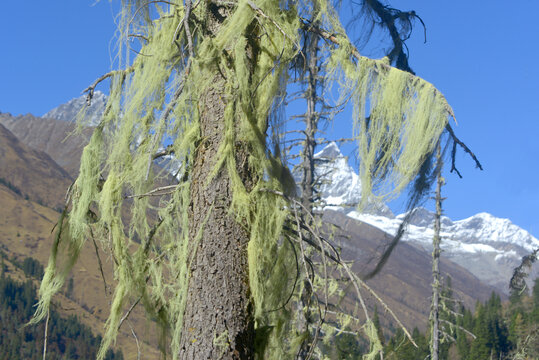 四姑娘山双桥沟地衣植物松萝