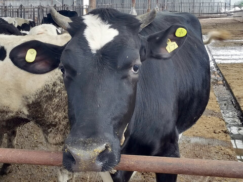 养殖场圈养的肉牛