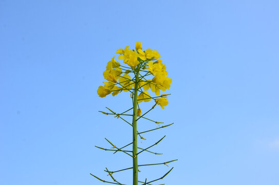 油菜花