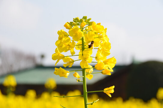 招蜂引蝶油菜花