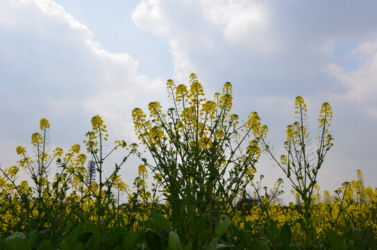 油菜花