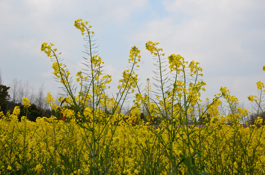 油菜花