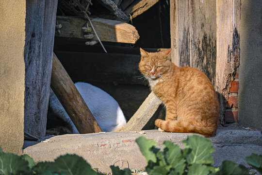 农村狸花猫