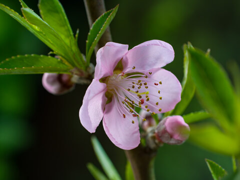 桃花