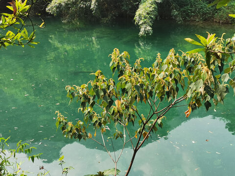 湖景树木