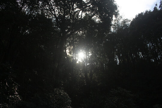 深圳梧桐山风景