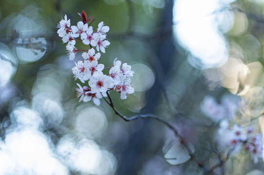 李花一支