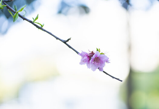 桃花特写