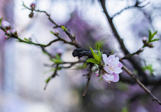 桃花特写