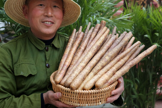 铁棍山药