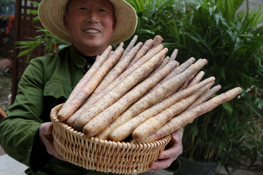 铁棍山药