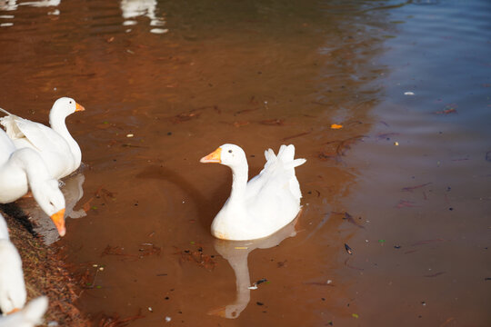 白天鹅湖鸟类水禽公园