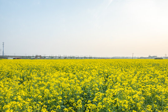 油菜花