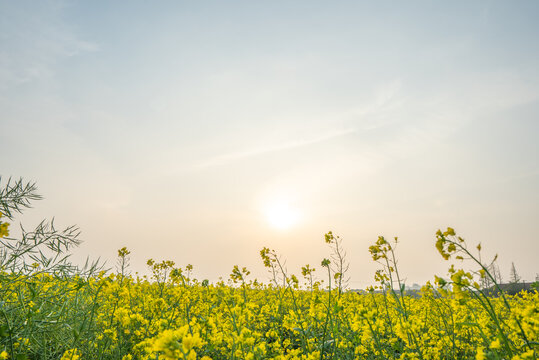 油菜花