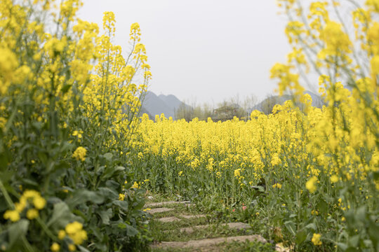 贵州安顺鲍家屯油菜花花开