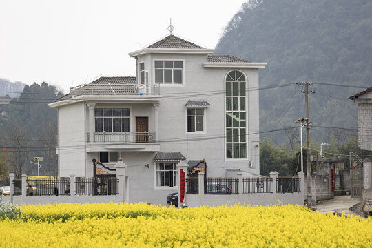 贵州安顺鲍家屯油菜花开