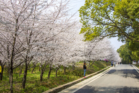 贵州平坝樱花园樱花盛开