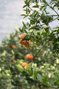 一大片的沃柑脐橙橘子果园