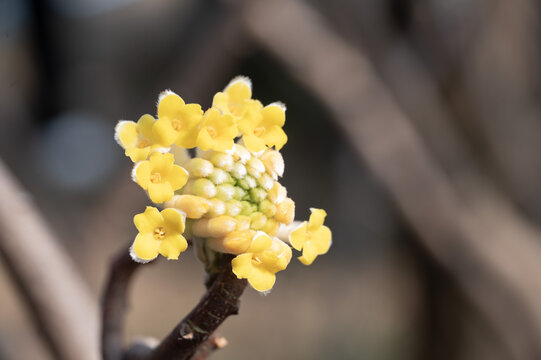 一朵盛开的结香花特写