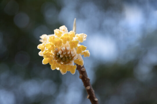 一朵盛开的结香花特写