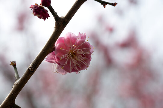 花枝上一朵盛开的桃花特写