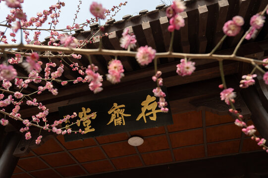 古建筑屋檐下盛开的粉色梅花