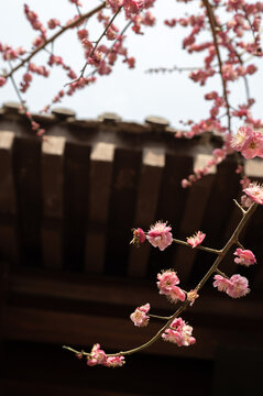 古建筑屋檐下盛开的粉色梅花