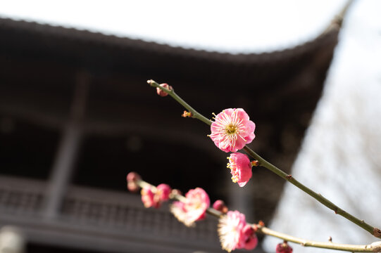 古建筑屋檐前的粉色桃花开了