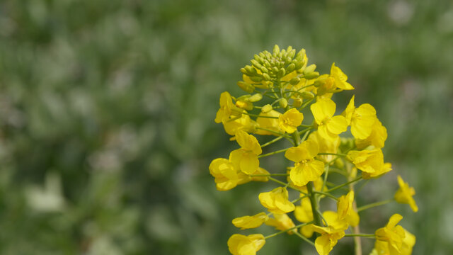 油菜花