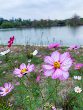 格桑花