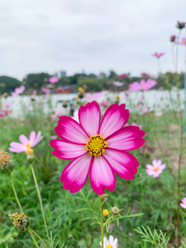 格桑花