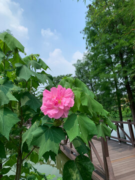 美丽花朵木芙蓉