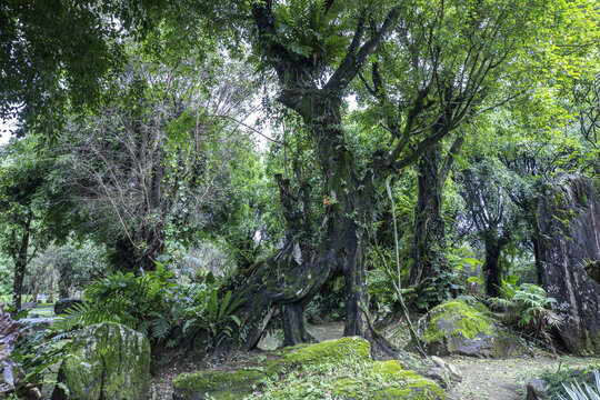 勐巴娜西珍奇园热带植物