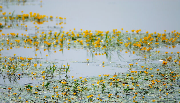 河流中漂浮的黄荇菜