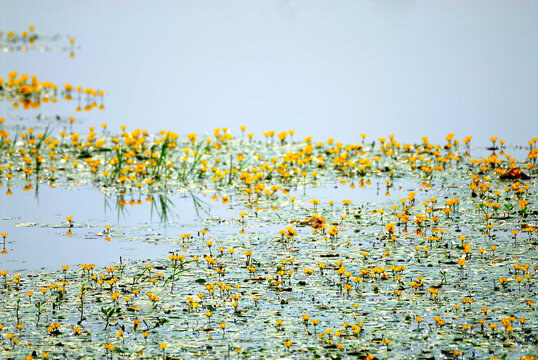 河流中漂浮的黄荇菜