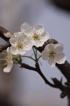 莱阳梨花盛开