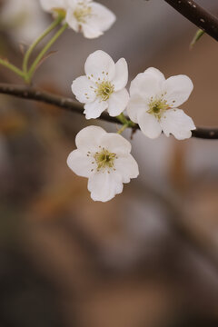 莱阳梨花