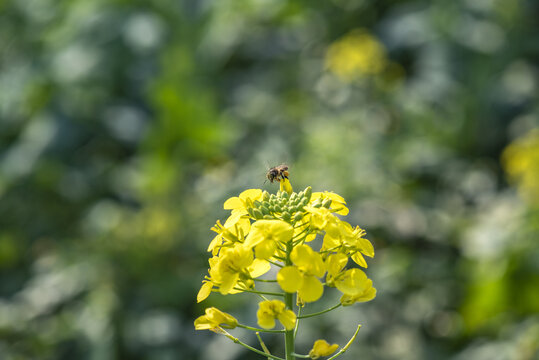 春天油菜花蜜蜂