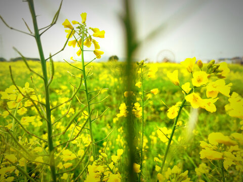 油菜花