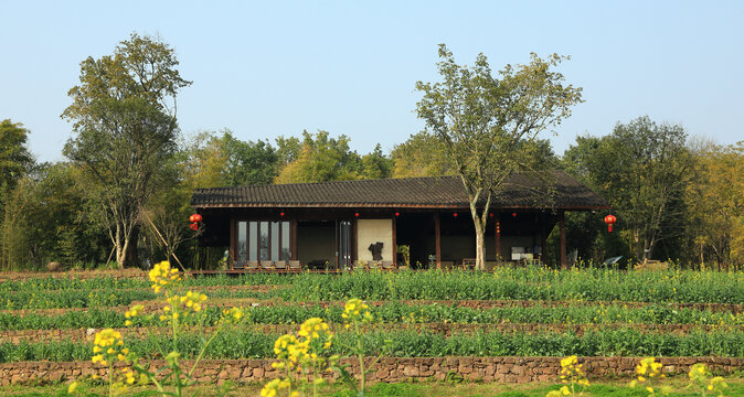 油菜花梯田